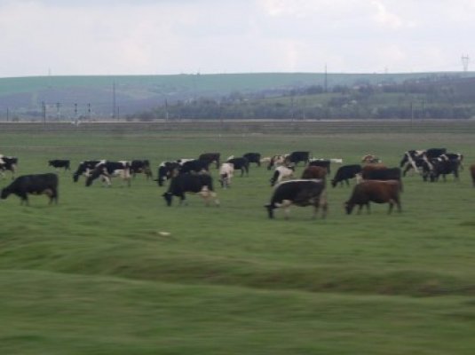 Termenul de depunere a cererilor de sprijin pentru producătorii de lapte de vacă,prelungit de Guvern